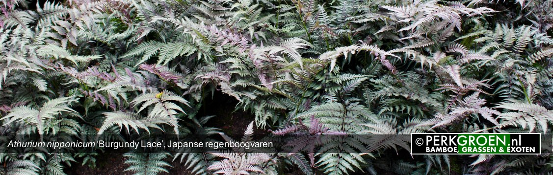 Athurium nipponicum Burgundy Lace Japanse regenboogvaren Athurium nipponicum Burgundy Lace Japanse regenboogvaren